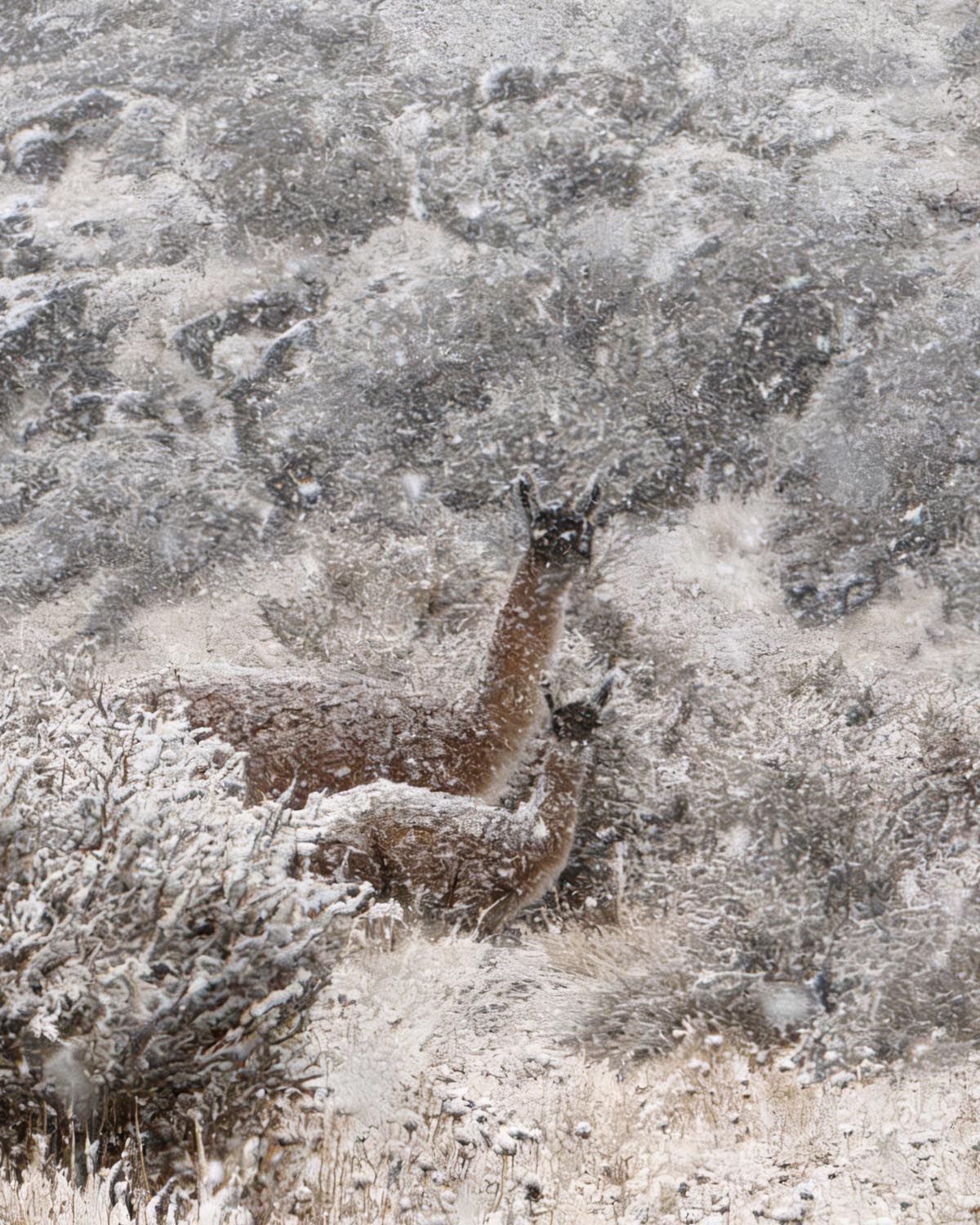 Guanacos en la nieve